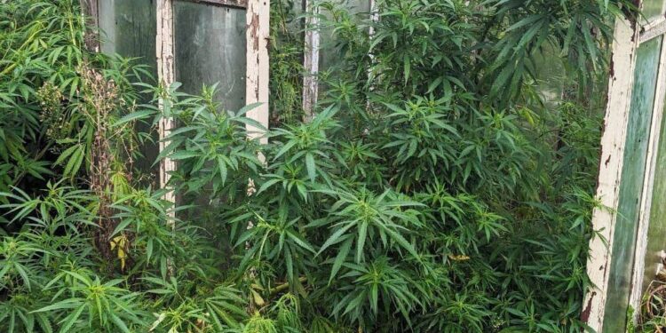 У жителя Рівненського району вилучили понад 200 рослин конопель та майже кілограм марихуани