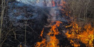 В Інгульському районі Миколаєва на території кладовища горить сухостій та чагарники » Миколаївський Оглядач