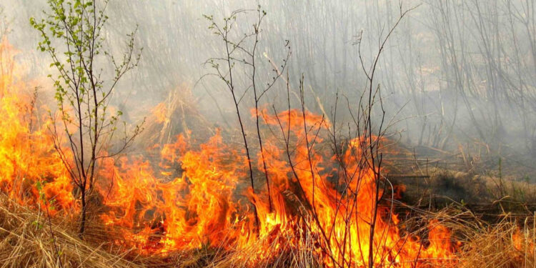 Від початку року на Прикарпатті виникло 1 898 пожеж, більшість з яких — в екосистемах