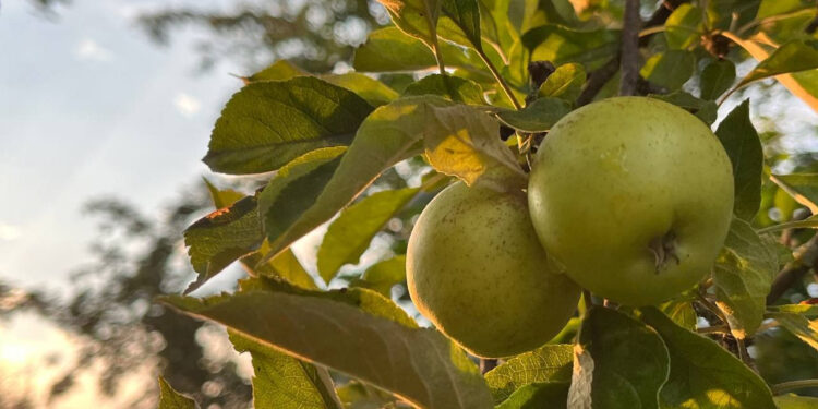 Відомо, якою буде погода на Івано-Франківщині 20 серпня