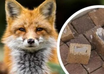 З вересня на Звенигородщині почнеться вакцинація тварин проти сказу — Новости Черкасс