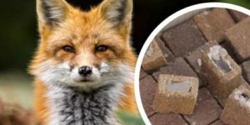 З вересня на Звенигородщині почнеться вакцинація тварин проти сказу — Новости Черкасс