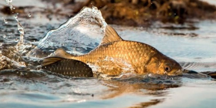 За яким ідентифікатором подається розрахунок платежів за спецвикористання рибних та інших водних живих ресурсів?