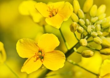 Озвучено оновлені ціни на ріпак в Україні – ЭКОНОМИКА