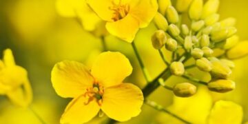 Озвучено оновлені ціни на ріпак в Україні – ЭКОНОМИКА