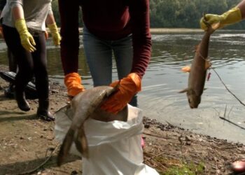 У Чернігові зібрали 7 т мертвої риби за два дні у річці Десна – ЭКОНОМИКА