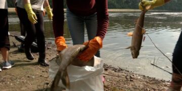 У Чернігові зібрали 7 т мертвої риби за два дні у річці Десна – ЭКОНОМИКА