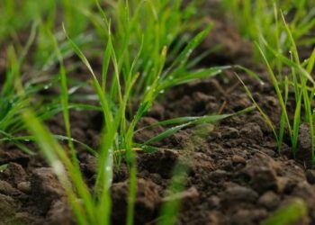 Особливості протруювання озимини оптимальних і пізніх строків сівби – ЭКОНОМИКА