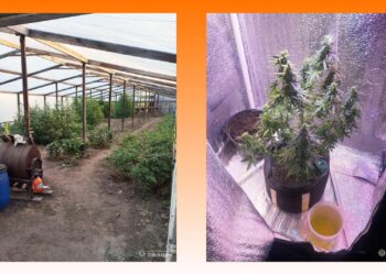 Нарколабораторію викрили у Кіровоградській області: канабіс вирощували в теплицях – ФОТО