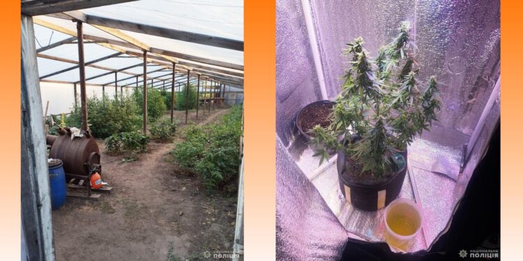 Нарколабораторію викрили у Кіровоградській області: канабіс вирощували в теплицях – ФОТО