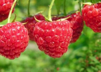 На Вінниччині збільшили площі під малину – ЭКОНОМИКА