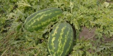 На Хмельниччині фермер вирощує кавуни зі смаком манго й ананаса – ЭКОНОМИКА