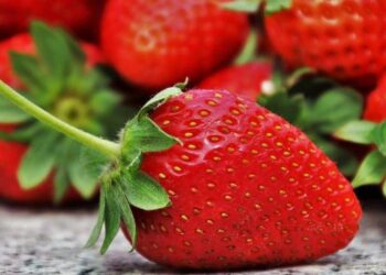 У Великій Британії досліджують питання  запилення полуниці в контрольованих умовах – ЭКОНОМИКА