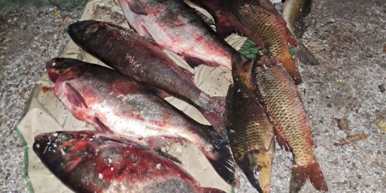 Державні інспектори Запорізького рибоохоронного патруля проводять рейди – куди повідомляти про браконьєрів | Новости Запорожья