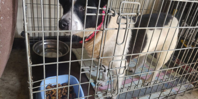 “Головне — не бути байдужим”: як на Прикарпатті волонтери притулку “Рудий пес” допомагають тваринам