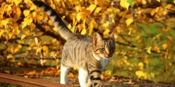 Якою буде погода на Черкащині на вихідних