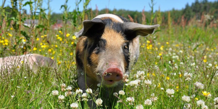 Карантин та спалені трупи тварин: на Житомирщині знову виявили африканську чуму свиней | Журнал Житомира