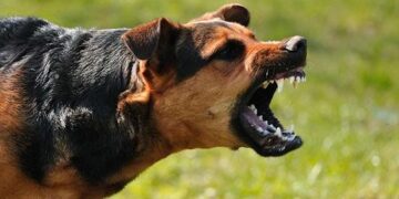 На Черкащині виявили хвору на сказ собаку 