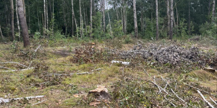 Незаконна вирубка понад 200 дерев на Житомирщині: завдано збитків на майже 1,3 млн грн | Журнал Житомира