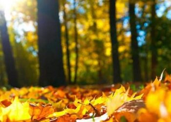 Прогноз погоди у Запоріжжі на 7 та 8 вересня – синоптики розповіли, що чекати мешканцям регіону  | Новости Запорожья