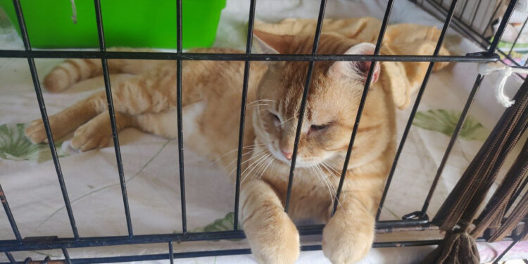 “Щастя не має породи”: як на Івано-Франківщині функціонує притулок для тварин “Рудий пес” (ФОТО)