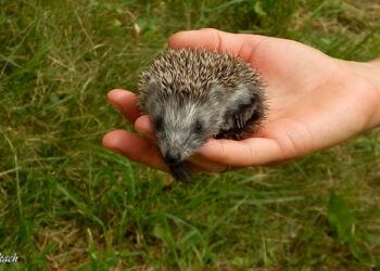 У Запоріжжі волонтери врятували їжачка – через малу вагу він не зможе пережити зиму | Новости Запорожья