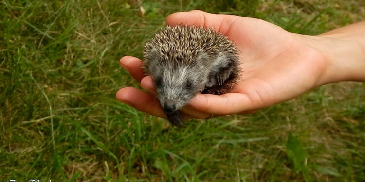 У Запоріжжі волонтери врятували їжачка – через малу вагу він не зможе пережити зиму | Новости Запорожья