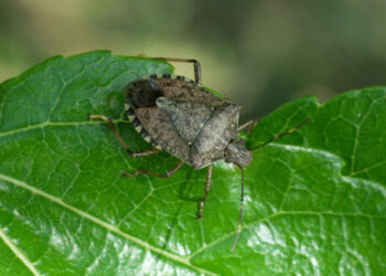 У Запоріжжі ввели карантин через виявлення жовто-бурого мармурового клопа – подробиці | Новости Запорожья