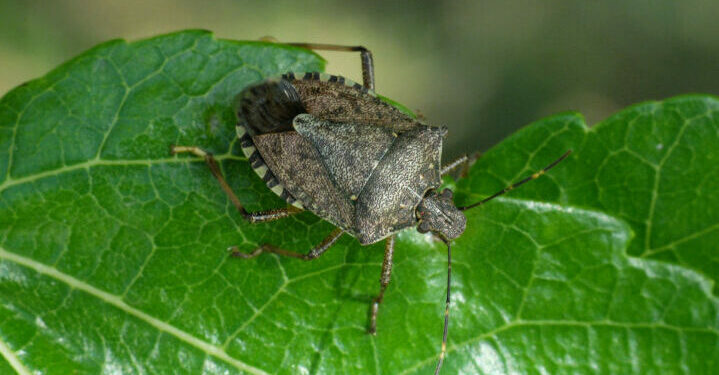 У Запоріжжі ввели карантин через виявлення жовто-бурого мармурового клопа – подробиці | Новости Запорожья