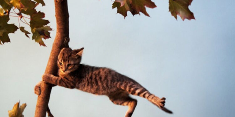 У Житомирі та області очікується сильний вітер: жовтий рівень небезпеки | Журнал Житомира