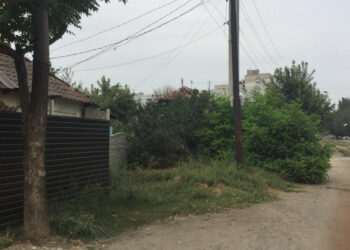 В Олександрівському районі Запоріжжя запровадили карантин через амброзію – що це означає | Новости Запорожья