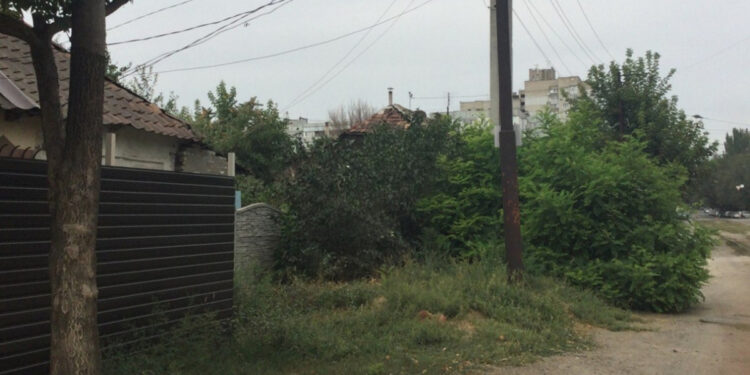 В Олександрівському районі Запоріжжя запровадили карантин через амброзію – що це означає | Новости Запорожья