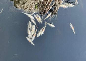 Запоріжців закликали не купляти річкову рибу без документів – це пов’язано із забрудненням Десни | Новости Запорожья