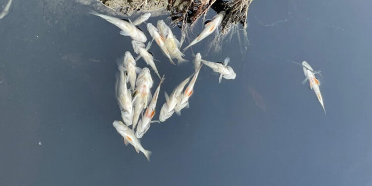 Запоріжців закликали не купляти річкову рибу без документів – це пов’язано із забрудненням Десни | Новости Запорожья