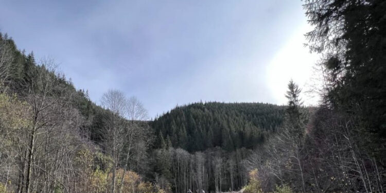 Завдали мільйонних збитків: на Прикарпатті судитимуть службовців лісгоспу за незаконну вирубку дерев нацпарку “Гуцульщина”