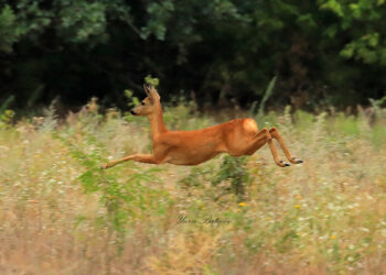 Зоозахисники оголосили збір для підтримки диких тварин на Хортиці – UAnimals | Новости Запорожья