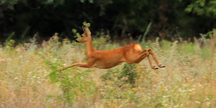 Зоозахисники оголосили збір для підтримки диких тварин на Хортиці – UAnimals | Новости Запорожья