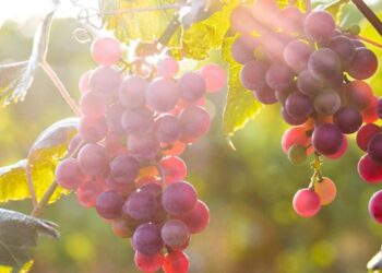 У Європі дефіцит столового винограду і надзвичайно високі ціни на нього – ЭКОНОМИКА