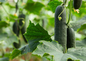 Как выбрать семена огурцов для посадки