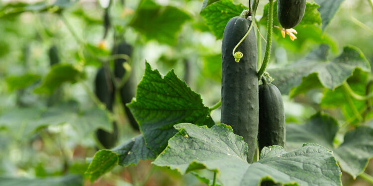 Как выбрать семена огурцов для посадки