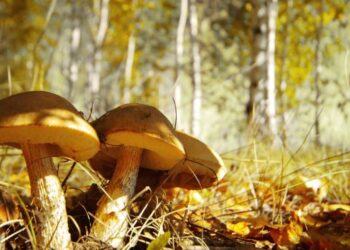 На Волині збирають перші грибні врожаї – ЭКОНОМИКА