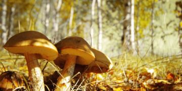 На Волині збирають перші грибні врожаї – ЭКОНОМИКА
