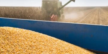 Аграрії Черкащини зібрали більше 2 мільйонів тонн зерна