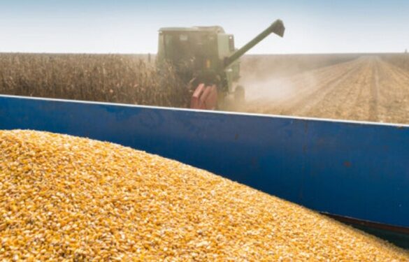 Аграрії Черкащини зібрали більше 2 мільйонів тонн зерна