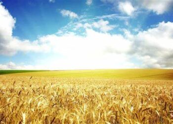 На Житомирщині фермер вирощує та експортує органічне зерно – ЭКОНОМИКА