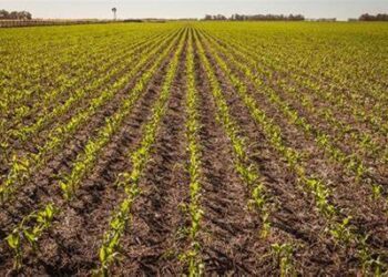 В Україні в оренду вже передано 1075 га державних сільгоспземель – ЭКОНОМИКА