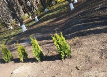 Поліція розшукує невідомих, які викопали дерева на Алеї слави у Павлиші Кіровоградської області