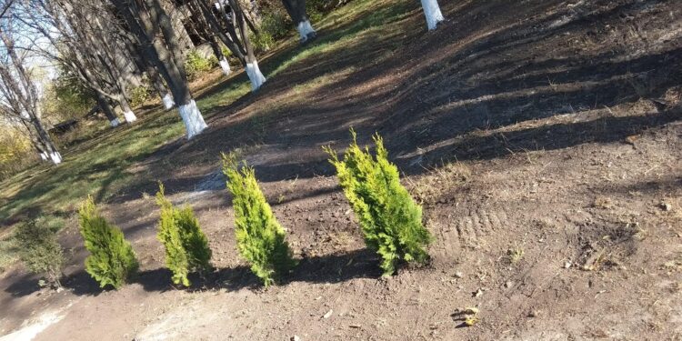 Поліція розшукує невідомих, які викопали дерева на Алеї слави у Павлиші Кіровоградської області