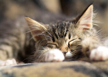 В Україні у листопаді очікується аномальне потепління до 22°C – ЭКОНОМИКА