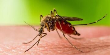 Гарячку Західного Нілу підтвердили у жительки Чорнобаївщини